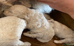 Meticcio cani in vendita: Cuccioli maltipoo - Immagine 4