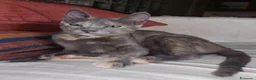 Europeo gatti in regalo: ZELDA, dolce gattina da adottare. - Annuncio 5