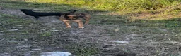 Meticcio cani in regalo: Lola: socievole, equilibrata, affettuosa  - Annuncio 2