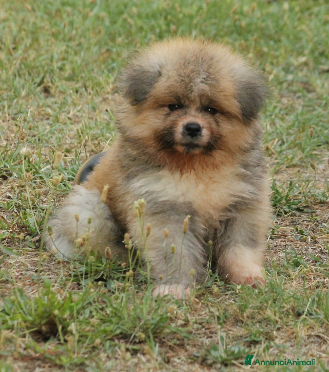 Akita Inu cani in vendita: Disponibili cuccioli Maschio Akita Pelo lungo a Provincia di Rieti - Immagine 5