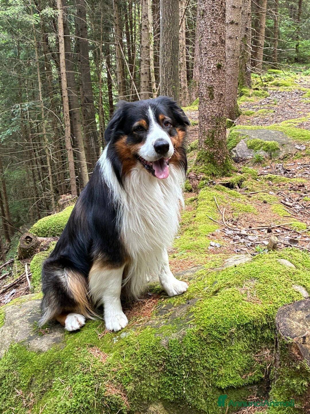 Australian Shepherd cani per accoppiamento: Disponibile per accoppiamento  - Annuncio 1