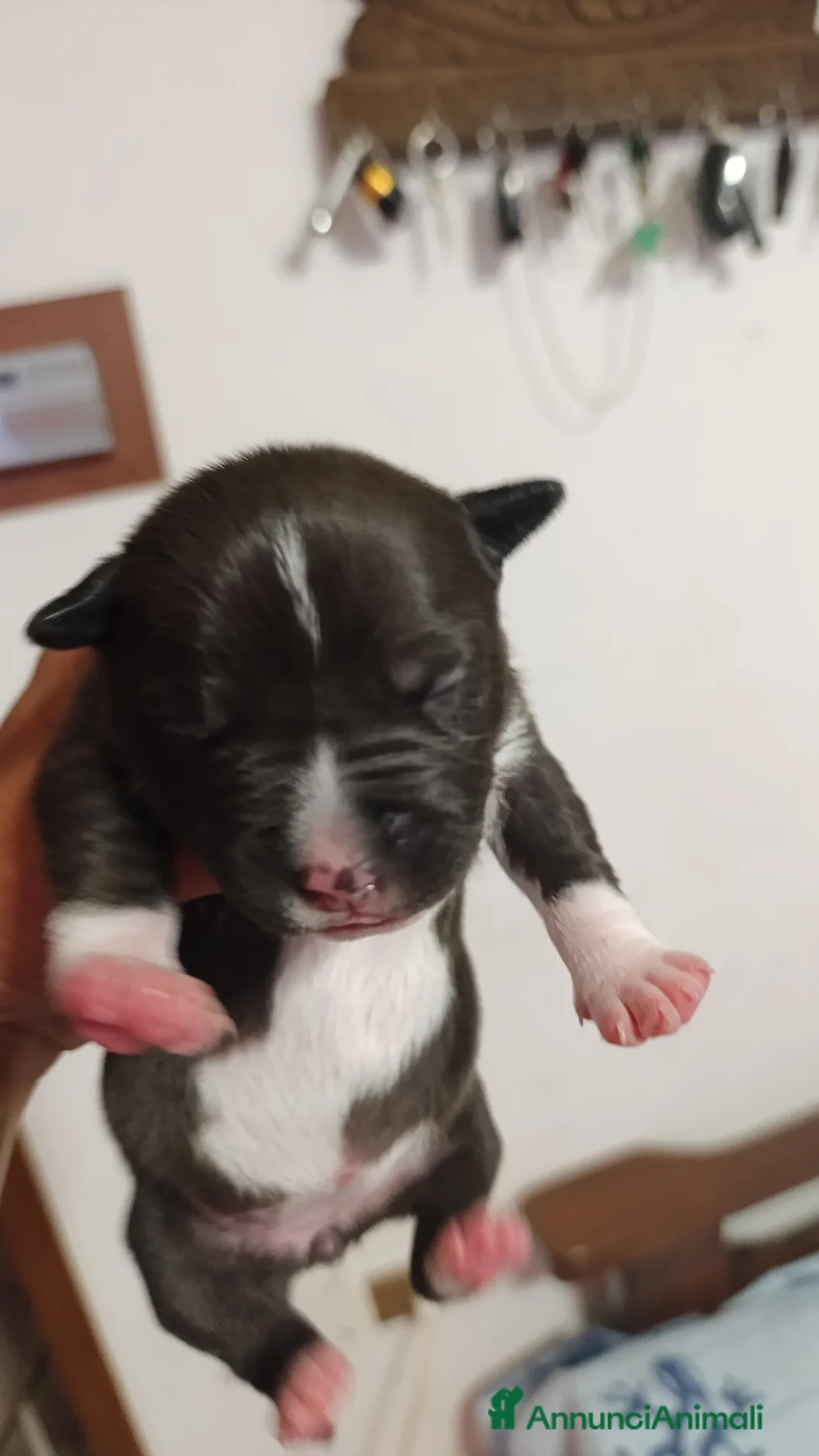 American Staffordshire cani in vendita: Amstaff  - Annuncio 4