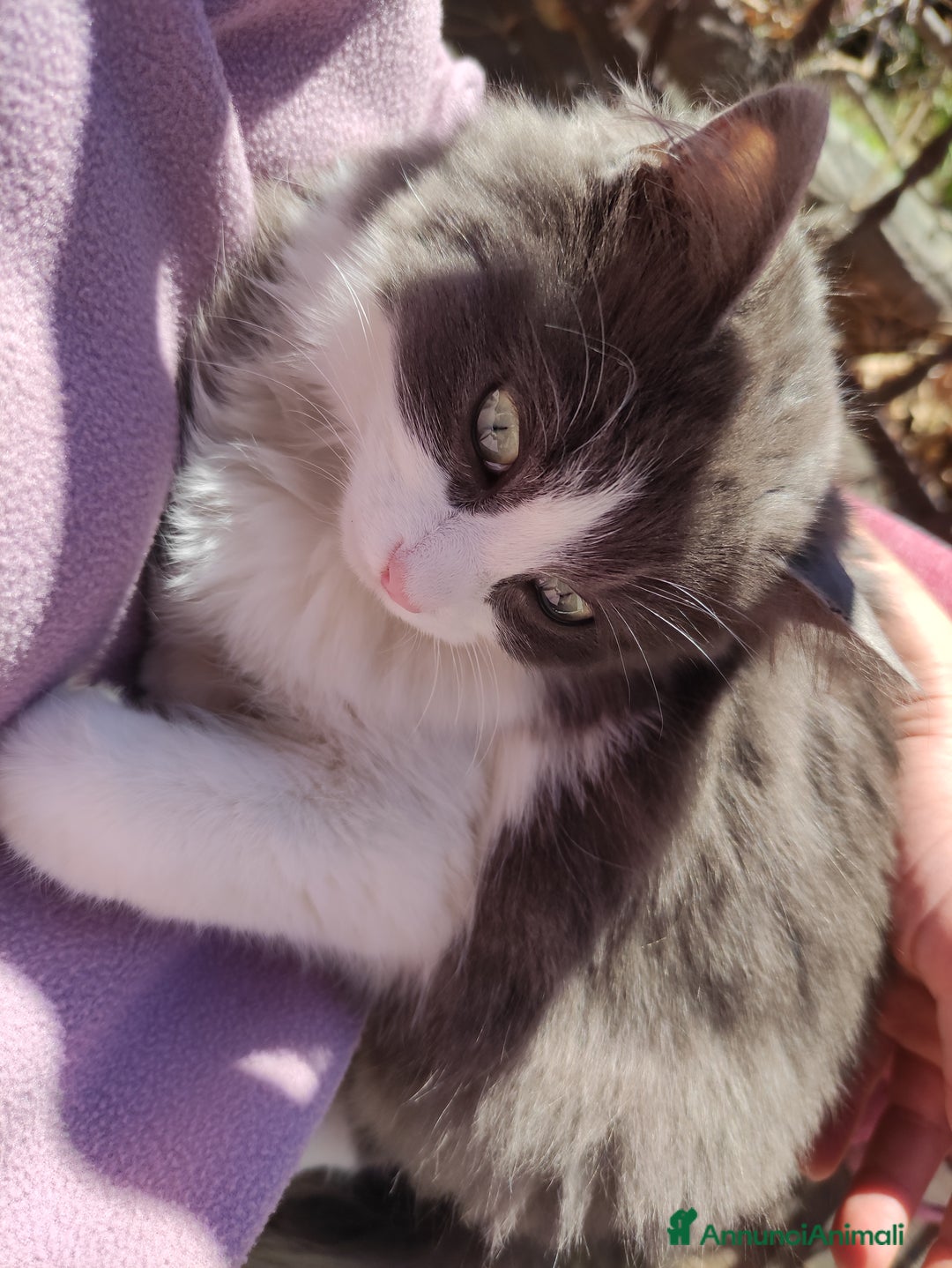 Ragdoll gatti per accoppiamento: Cerco fidanzato  - Annuncio 2