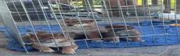 Shiba Inu cani in vendita: VENDITA SHIBA INU  a Provincia di Rieti - Annuncio 8