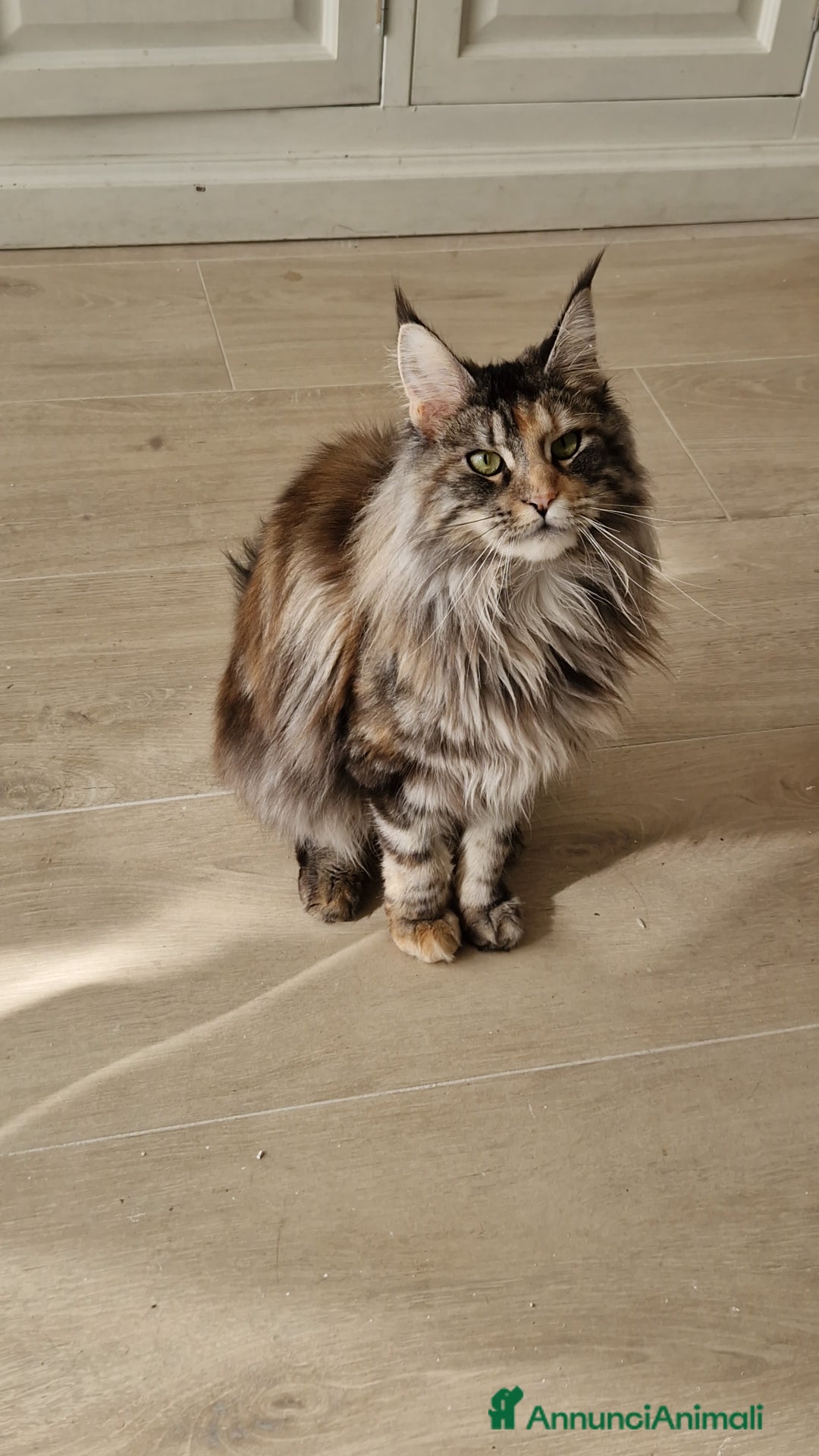 Immagine della galleria {{count}}