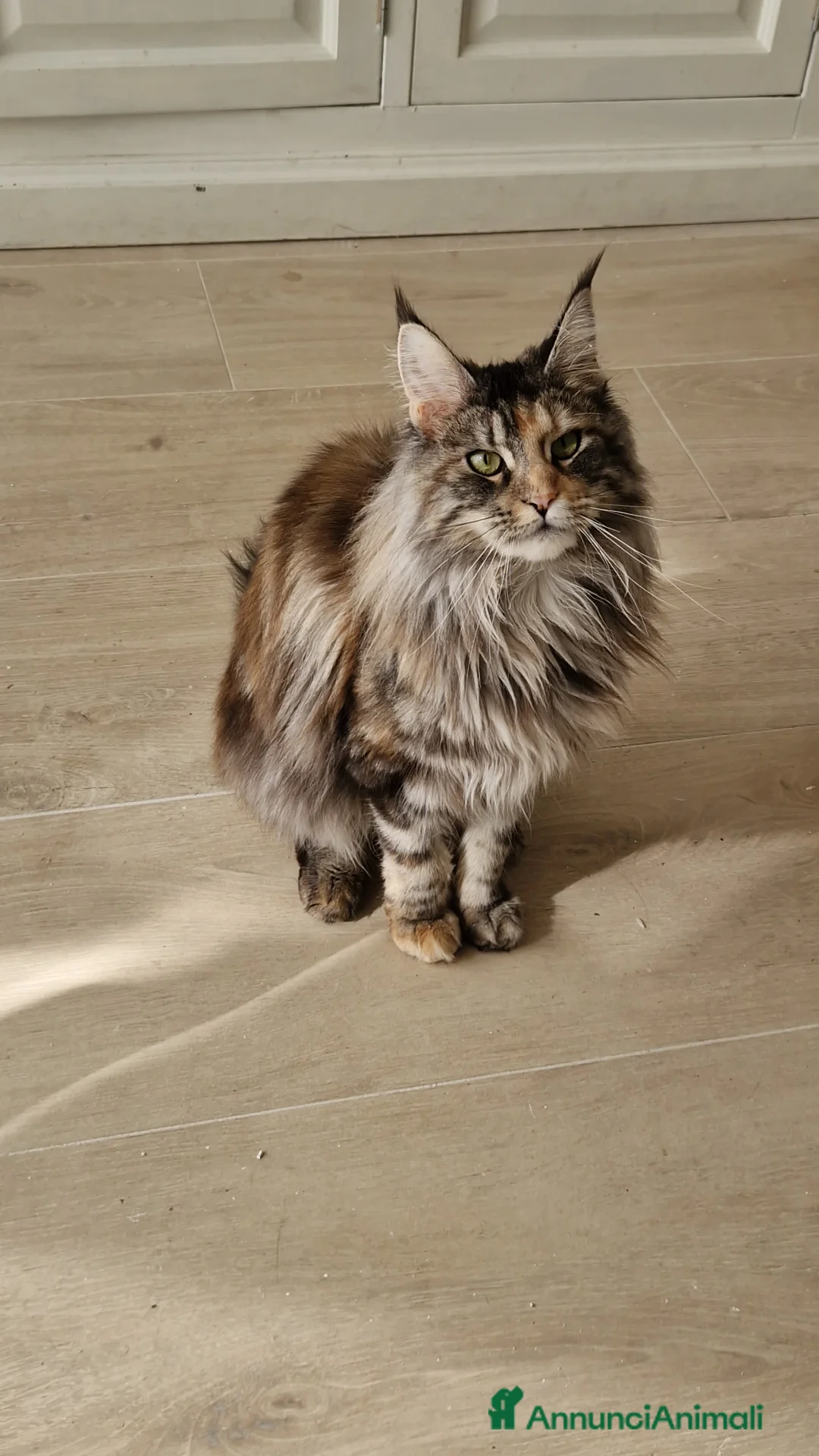 Immagine della galleria {{count}}