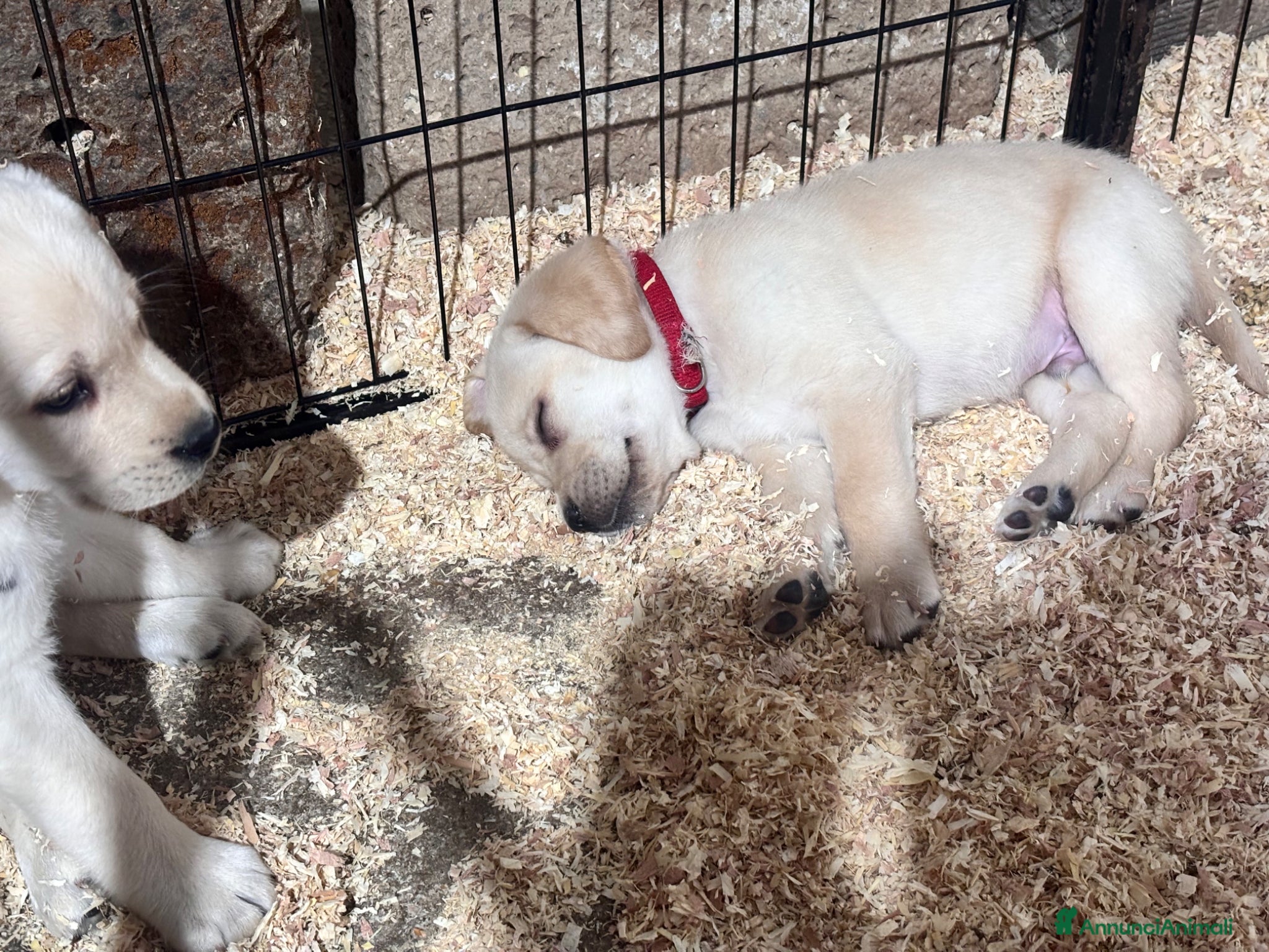 Labrador cani Nuova cucciolata nata il 8/3/26 - Annuncio 2
