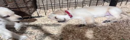 Labrador cani in vendita: Nuova cucciolata nata il 8/3/26 - Annuncio 1