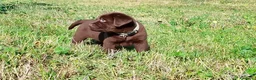 Labrador cani in vendita: Cucciola labrador cioccolato  - Annuncio 2