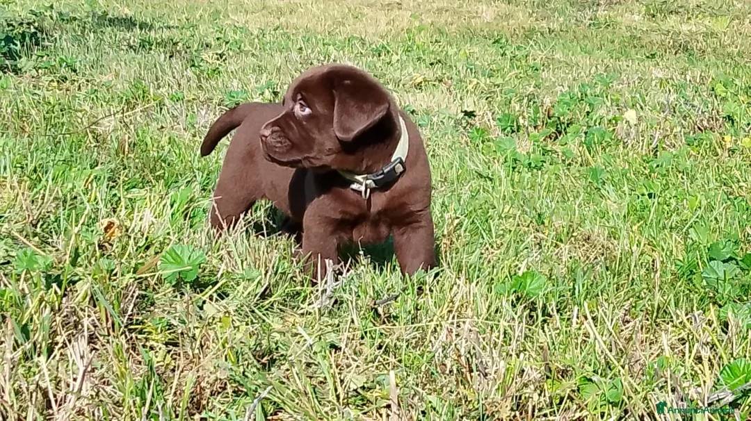 Labrador cani in vendita: Cucciola labrador cioccolato  - Annuncio 2