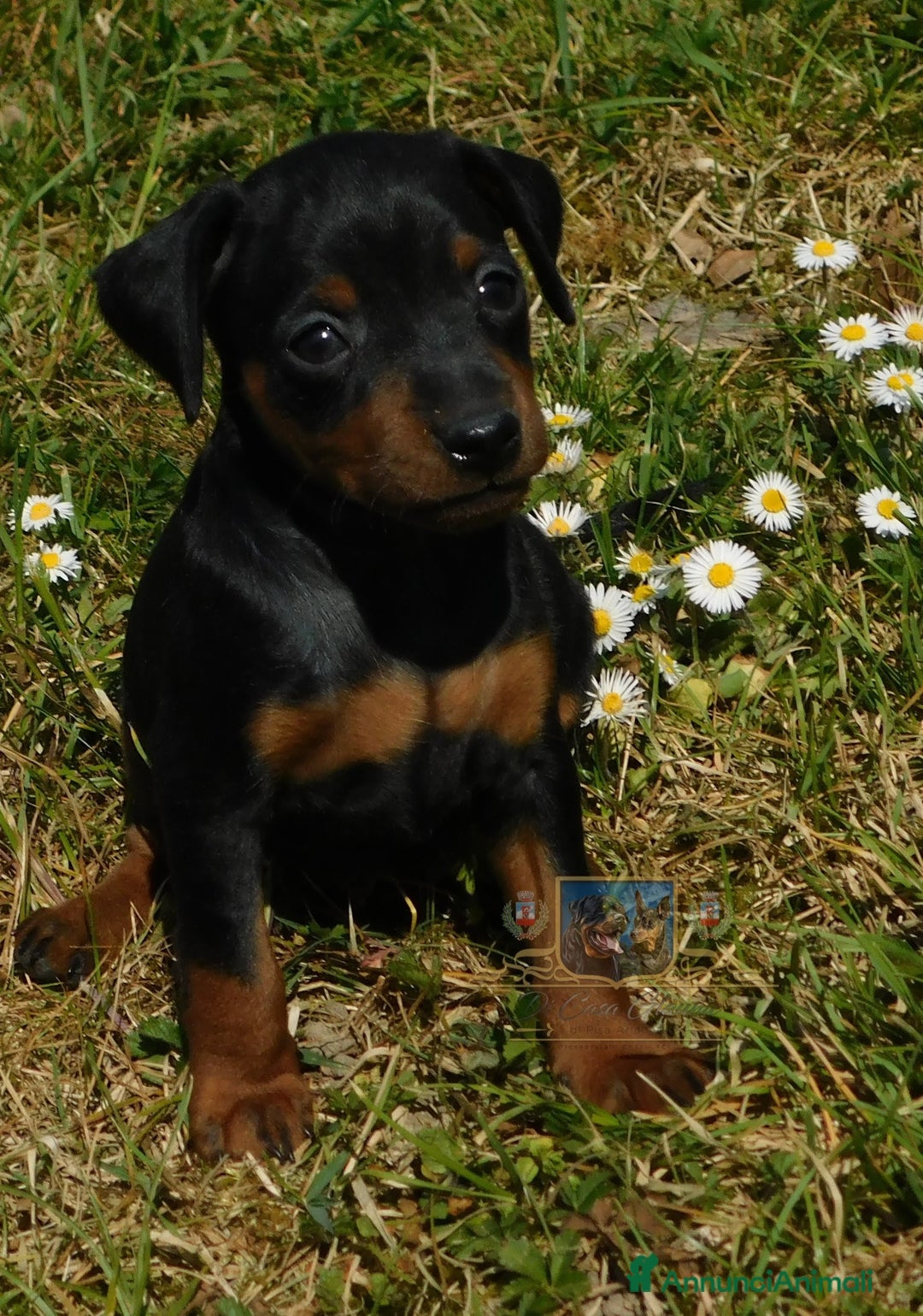 Immagine della galleria {{count}}