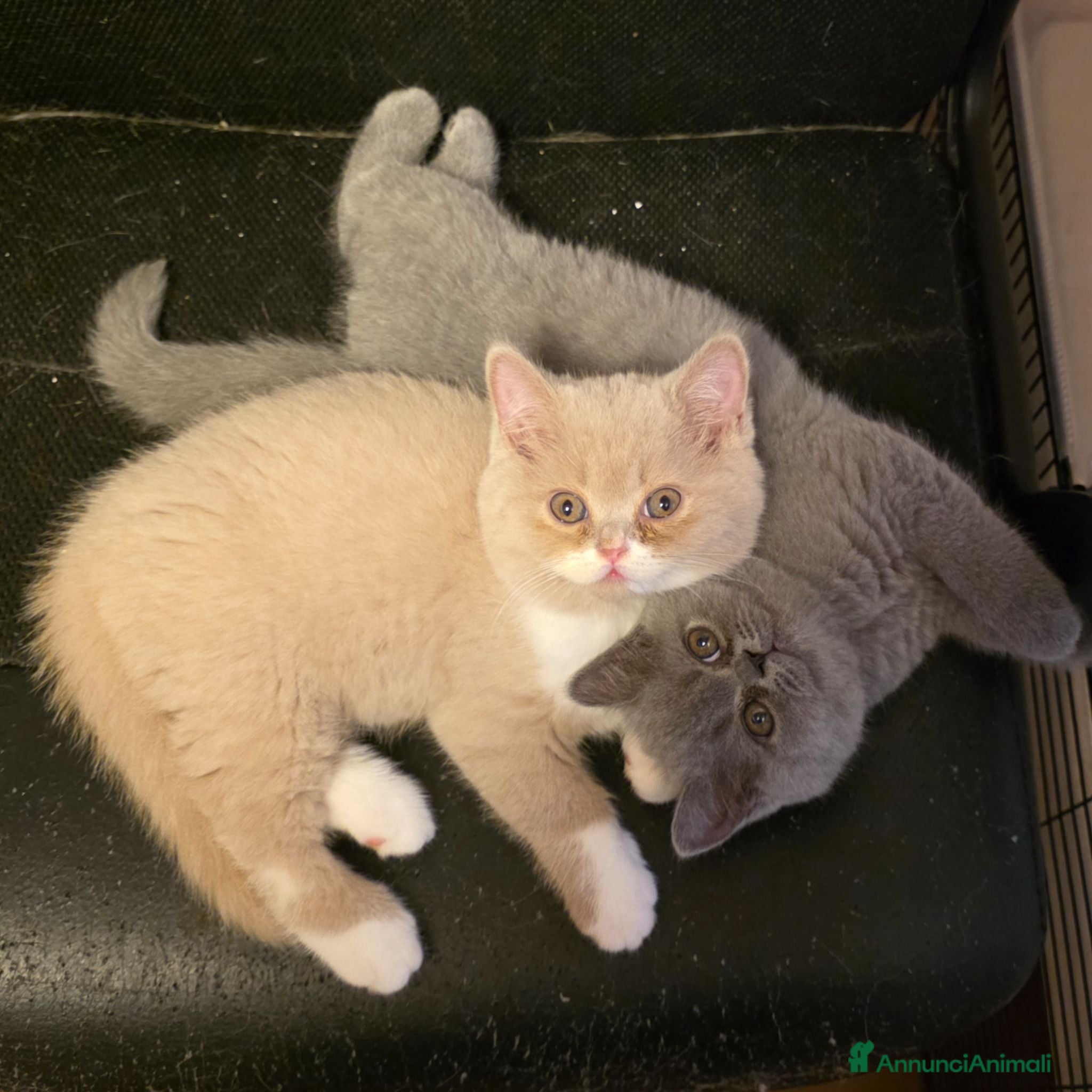 British gatti Cucciole di British Shorthair  - Annuncio 5