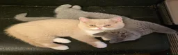 British gatti in vendita: Cucciole di British Shorthair  - Annuncio 1