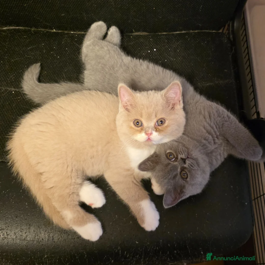 British gatti in vendita: Cucciole di British Shorthair  - Annuncio 1