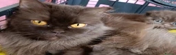 British gatti in vendita: British chocolate con pedigree  - Annuncio 7