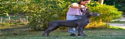 Alano cani in vendita: Alani cucciolo nero  - Annuncio 2