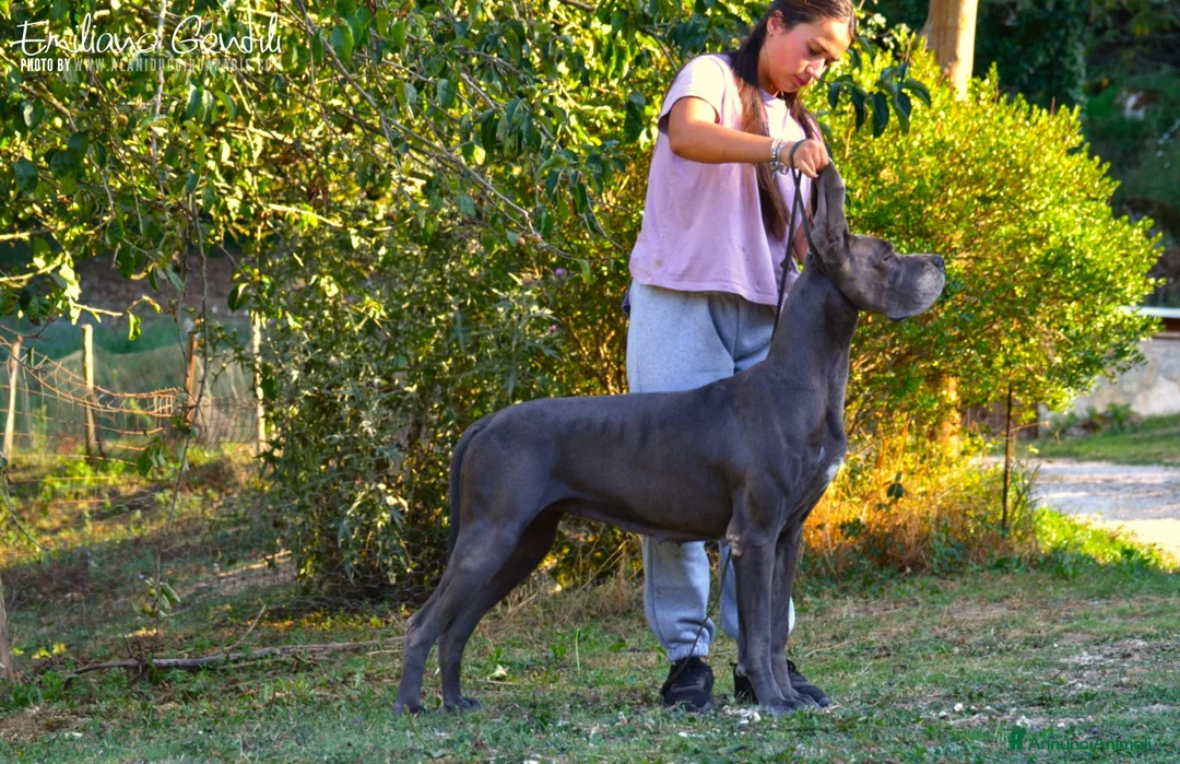 Alano cani in vendita: Alani cucciolo nero  - Annuncio 2