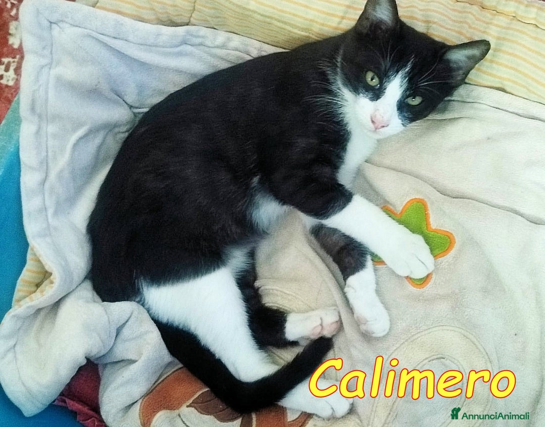 Europeo gatti in regalo: CALIMERO DOLCISSIMO BIANCONERINO - Annuncio 1