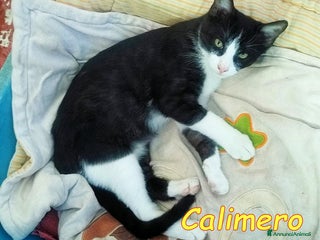 Europeo gatti CALIMERO DOLCISSIMO BIANCONERINO - Annuncio 3