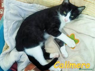 Europeo gatti CALIMERO DOLCISSIMO BIANCONERINO - Annuncio 23