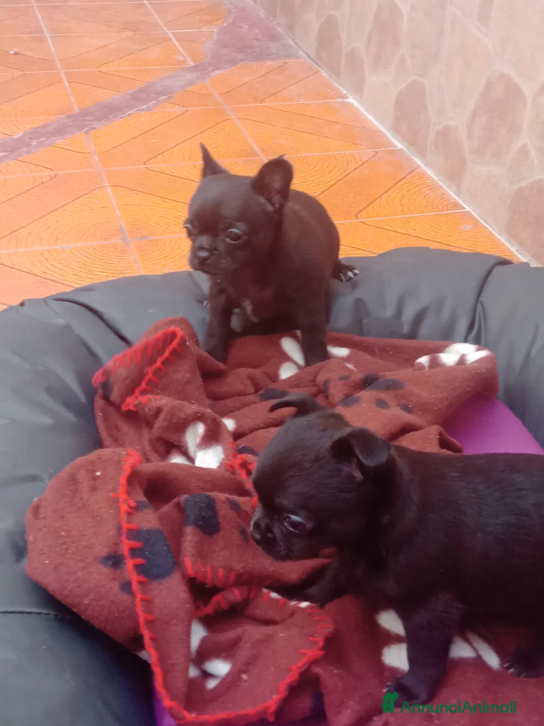 Chihuahua cani in vendita: Chihuahua siracusa  - Annuncio 2