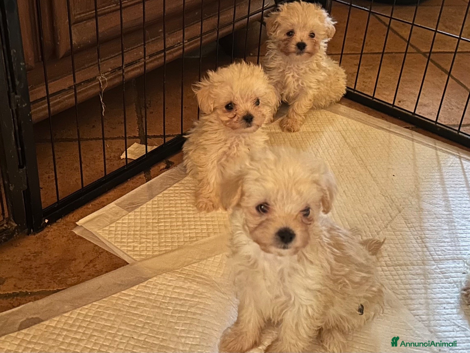 Maltipoo cani Cuccioli Maltipoo  - Annuncio 2