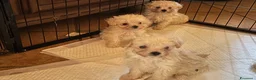 Maltipoo cani in vendita: Cuccioli Maltipoo  - Annuncio 2