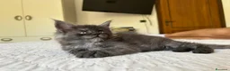 Maine Coon gatti in vendita: Maine Coon cucciolo pedigree ANFI - Annuncio 13