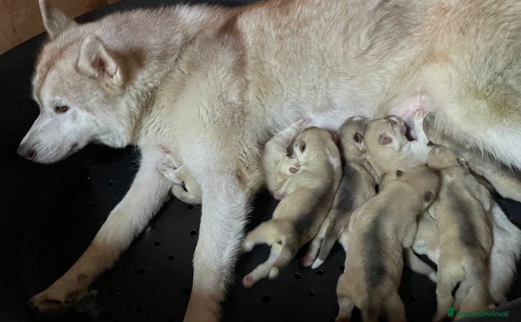 Husky cani a Provincia di Pavia - Annuncio 2