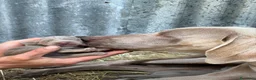 Weimaraner cani in vendita: Cucciolata di 6 weimaraner  - Annuncio 15