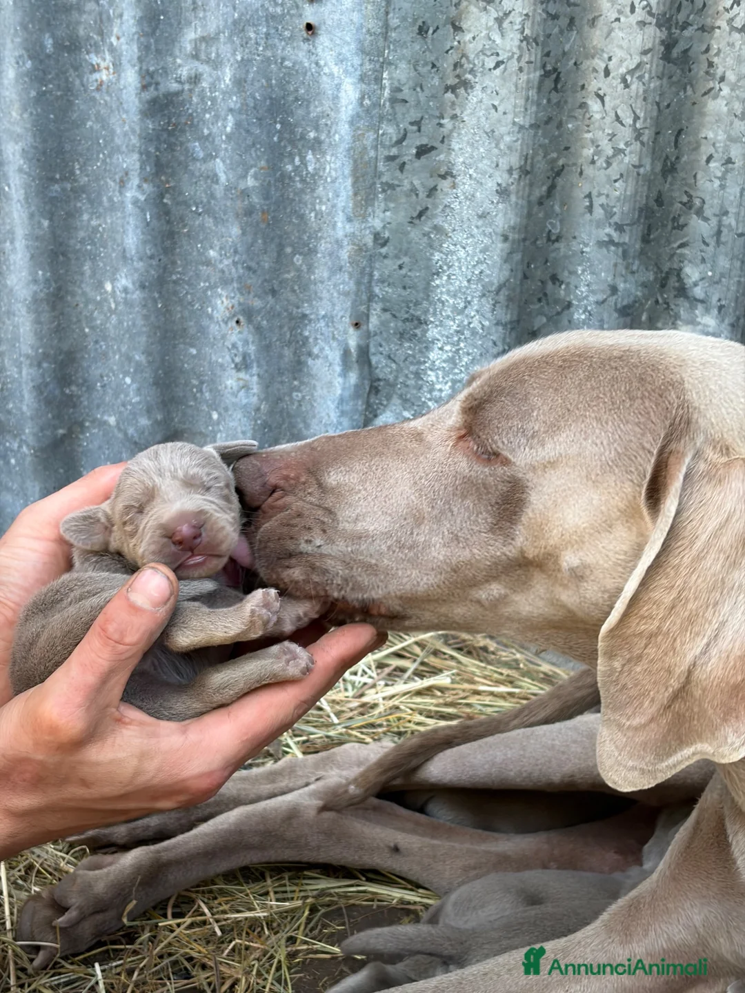 Weimaraner cani in vendita: Cucciolata di 6 weimaraner  - Annuncio 15