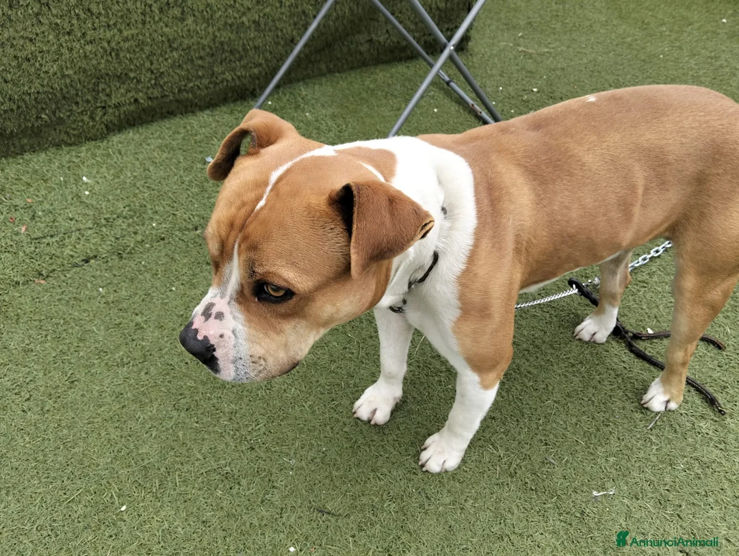 Meticcio cani in regalo: Cagnolino cerca urgente adozione  - Annuncio 2