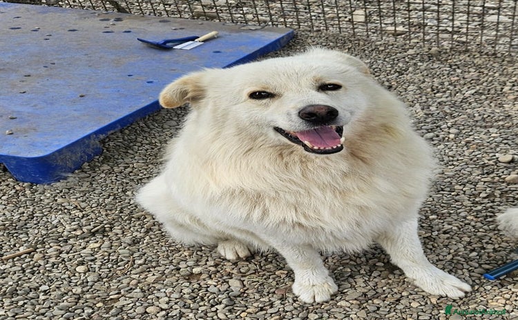 Meticcio cani a Città metropolitana di Milano - Annuncio 6