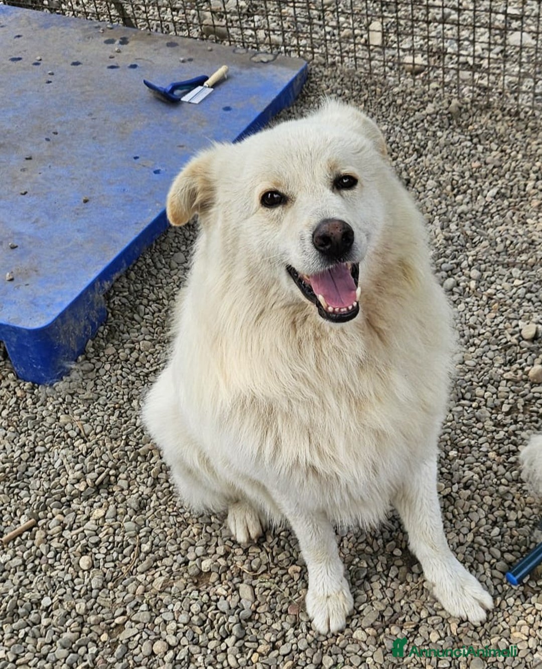 Meticcio cani in regalo: Bubu batuffolone splendido in box da 2anni!NOVARA a Città metropolitana di Milano - Annuncio 1