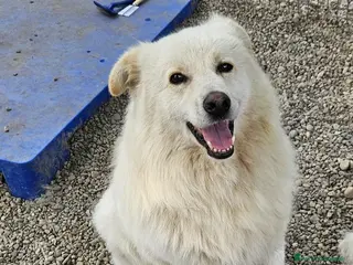 Meticcio cani Bubu batuffolone splendido in box da 2anni!NOVARA a Città metropolitana di Milano - Annuncio 12