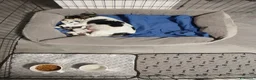 Chihuahua cani in vendita: Cuccioli di chihuahua  - Annuncio 4