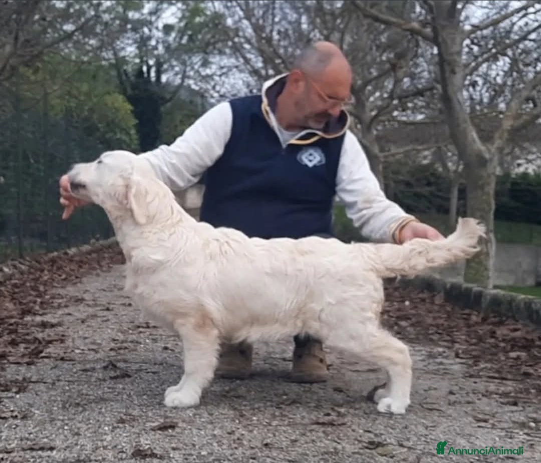 Golden Retriever cani in vendita: Cucciolo di Golden Retriever  - Annuncio 3