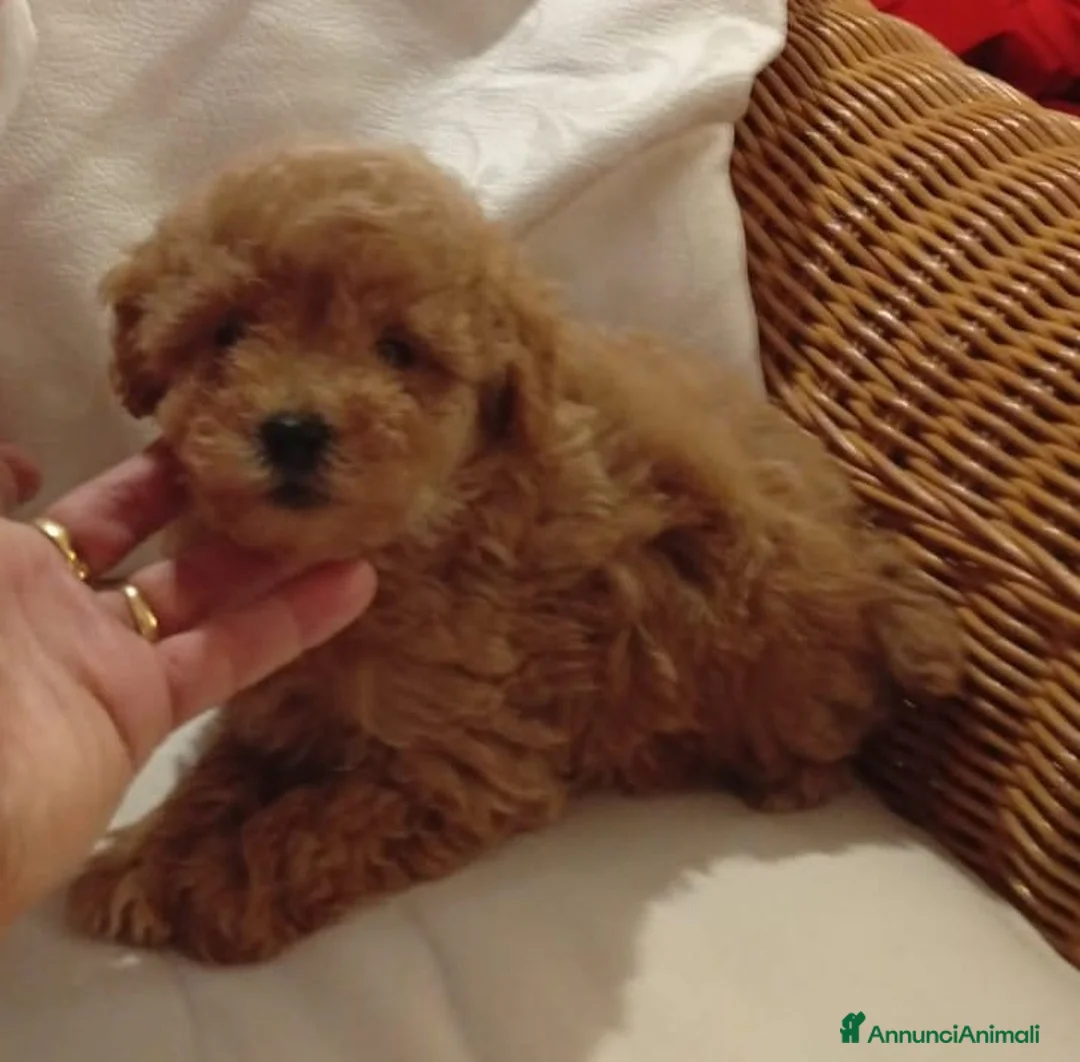 Barboncino Toy cani in vendita: Barboncino Toy  - Annuncio 2