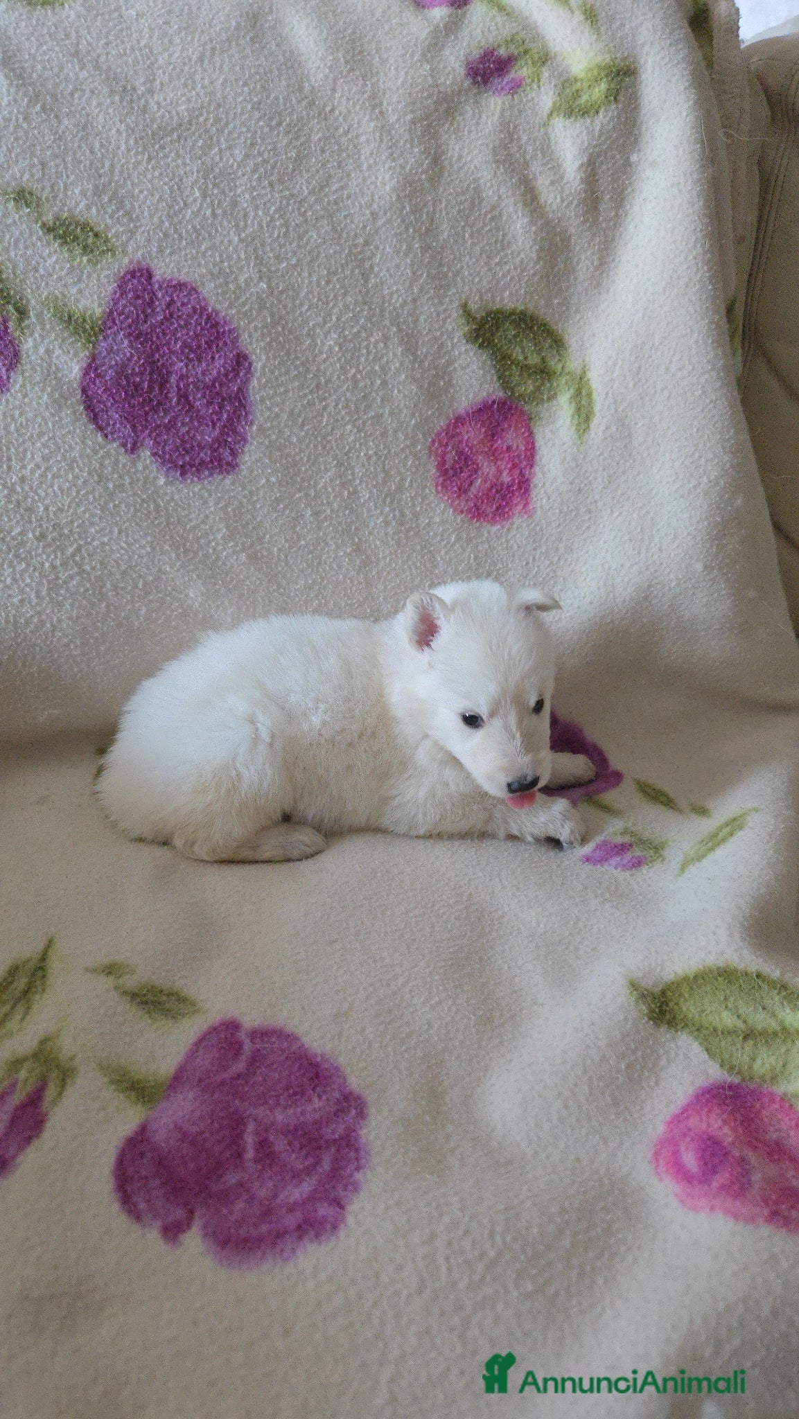 Pastore Svizzero cani Cuccioli pastore svizzero bianco - Annuncio 2