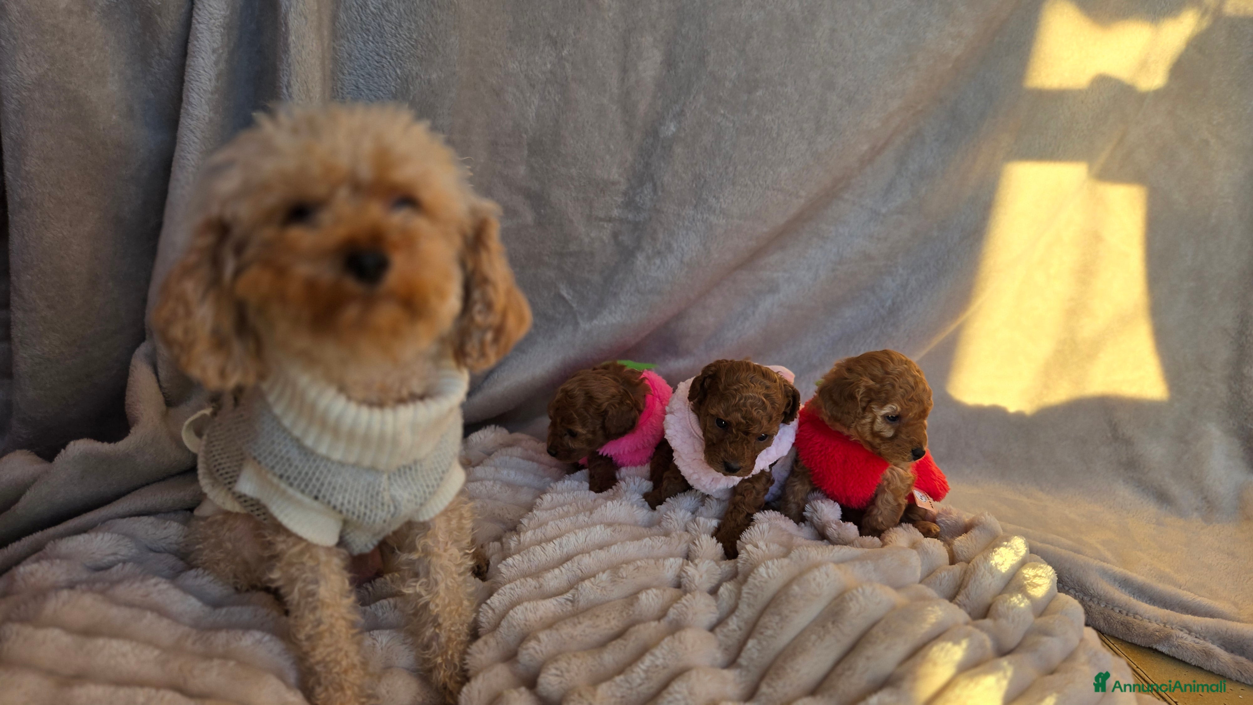 Barboncino Toy cani Cucciola Barboncino Toy pedegree Enci  - Annuncio 20