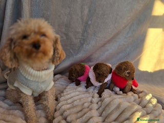 Barboncino Toy cani Cucciola Barboncino Toy pedegree Enci - Annuncio 17