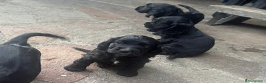 Cocker 3