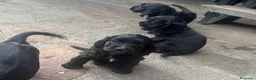 Cocker cani in vendita: Cuccioli di cocker  - Annuncio 13