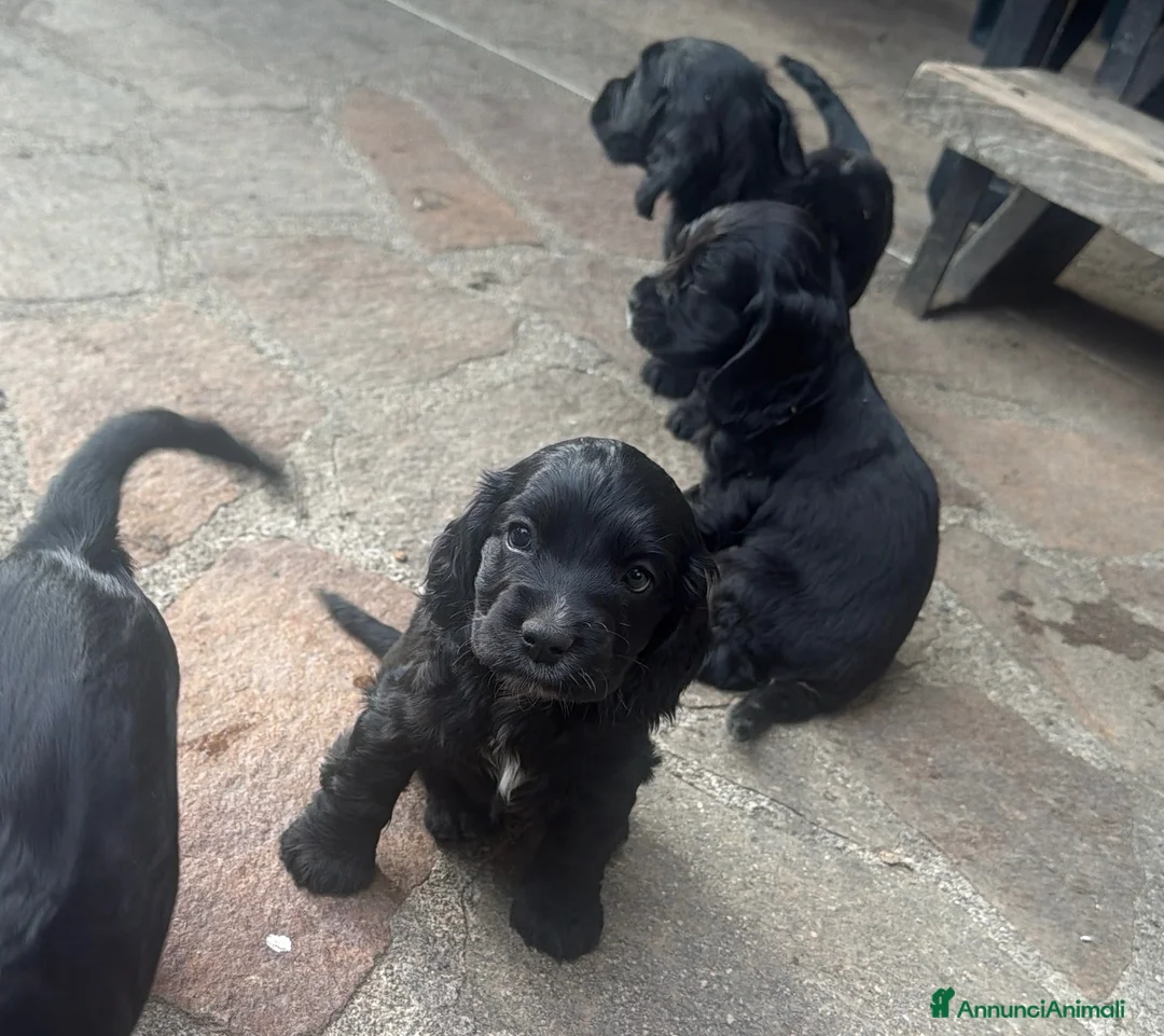 Cocker cani in vendita: Cuccioli di cocker  - Annuncio 13
