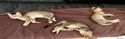 Europeo gatti in vendita: Tre gattini tigrati regalo - Annuncio 4