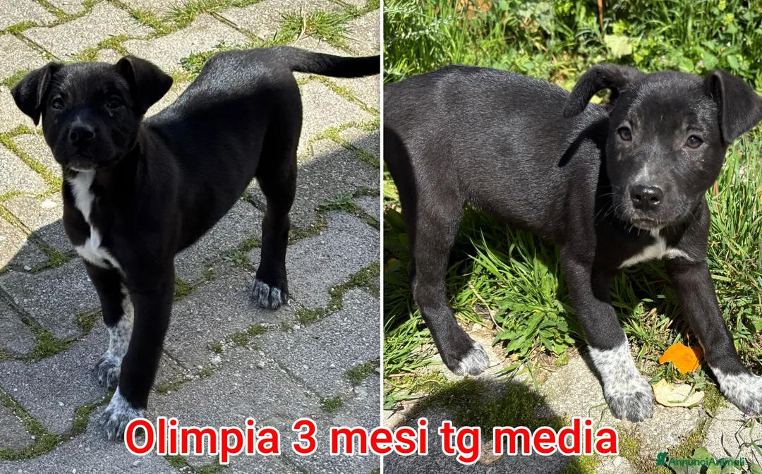 Meticcio cani in regalo: CUCCIOLI, URGENTE: TEMPO SCADUTO! a Provincia di Arezzo - Annuncio 11