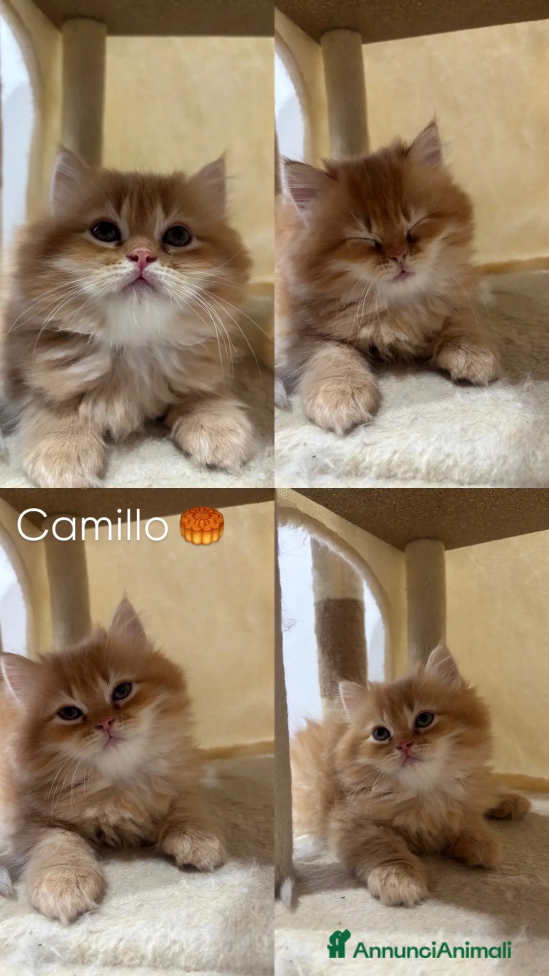 Persiano gatti in vendita: Disponibili  cuccioli di Persiano Doll Face - Annuncio 6