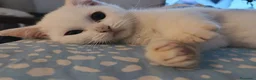 Scottish gatti in vendita: Cuccioli Scottish e British a Città metropolitana di Roma Capitale - Annuncio 3