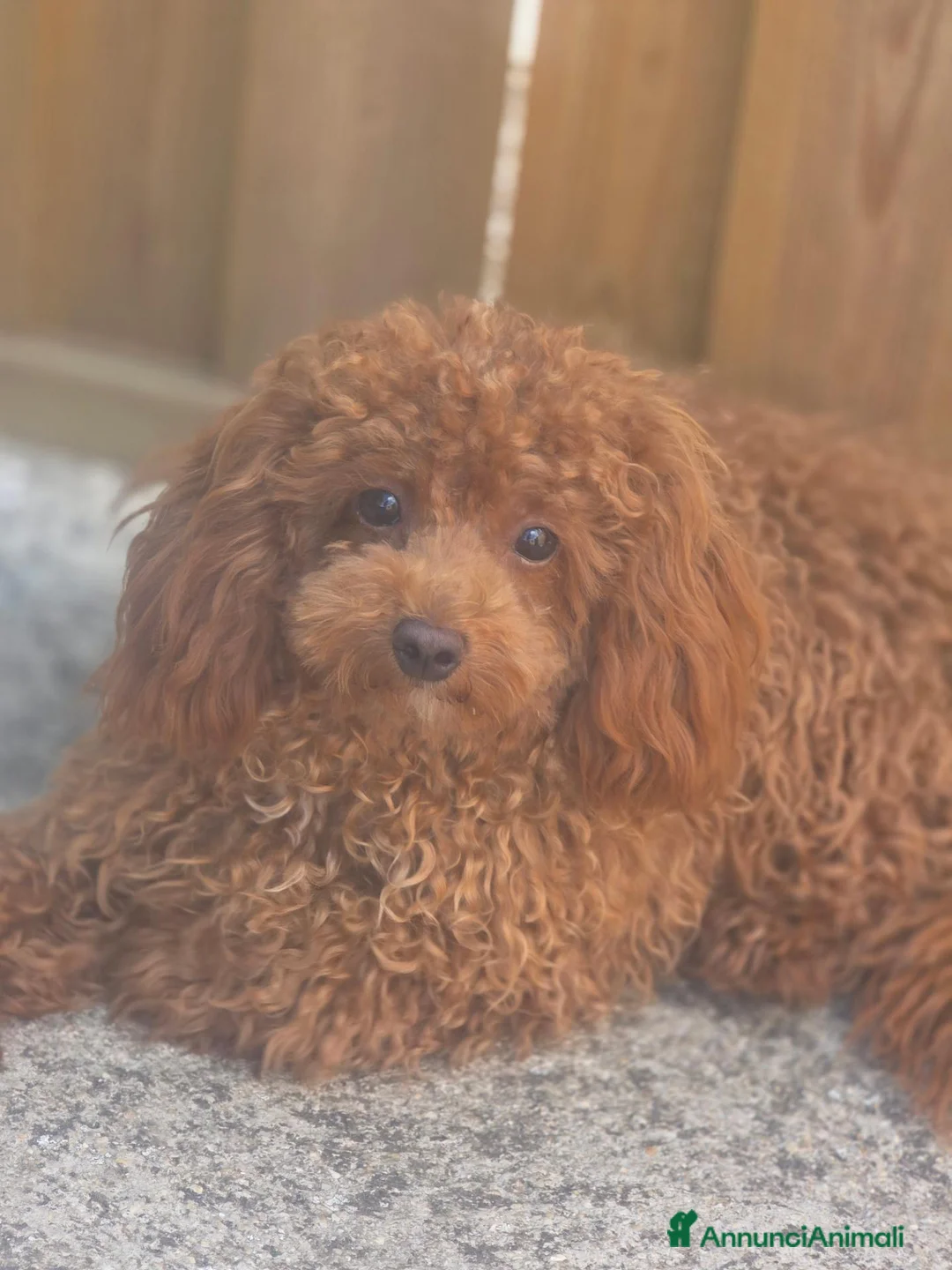 Maltipoo cani in vendita: Maltipoo - Annuncio 6