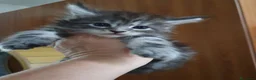 Maine Coon gatti in vendita: MAINE COON  - Annuncio 5